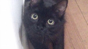 830K views · 28K reactions | Ninja cat gon' get you.  | Shorty and Kodi | Facebook