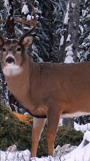 Heart-Pounding Bow Hunt for a Trophy Buck#buckhunting#deerhunting#viral #bowhunting#buckbeak#short