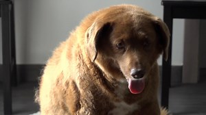 67K views · 2K reactions | The world's oldest dog, Bobi, died at age 31 after living a "lifestyle that all dogs should have." | USA TODAY | Facebook