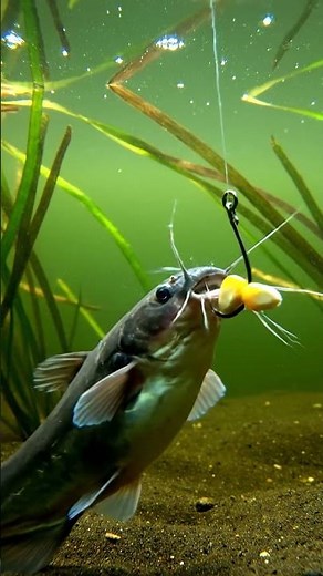 🎣 HUGE Fish Caught in AMAZING Net! 🤯 You Won't Believe THIS! #fishing #netfishing