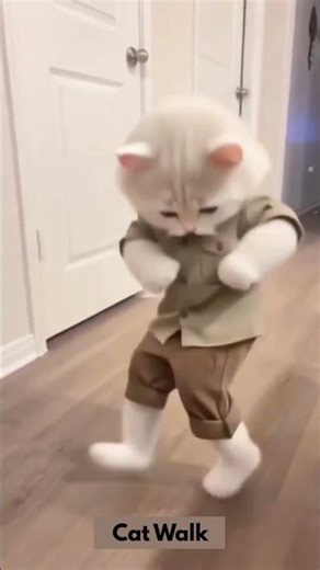 You’ve never seen a cat C-Walk like this! 🐾🔥 | Cat Walk #cwalk #cutecat #cat