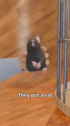 Factsrabbet on Instagram: "The Rat Park Experiment. Though it sounds simple, it revealed something powerful. In the Rat Park experiment, a rat kept alone in a small cage chose drugs again and again—until it overdosed. But in a spacious park filled with toys, tunnels, and other rats to bond with, the same drugs were ignored. This shows addiction isn’t just about chemicals—it’s about connection, environment, and purpose. The study was conducted by psychologist Bruce K. Alexander in the late 1970s.