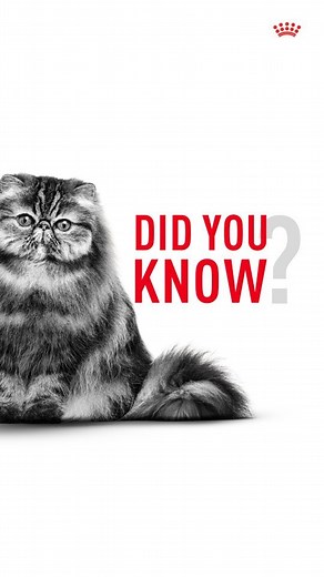 28 reactions | Persian cats are known for their long, stunning coats, but they can be prone to hairballs. Royal Canin's tailored nutrition helps reduce hairballs while promoting healthy fur and digestion, ensuring your Persian cat stays beautiful and comfortable. Follow us for more pet nutritional facts. #RoyalCanin #PersianCat #PetParenting101 #CatLovers #CatFood #TailoredNutrition #Fur #CatFur #Hairballs #HealthyCatCoat #PetNutrition #PetFood | Royal Canin | Facebook