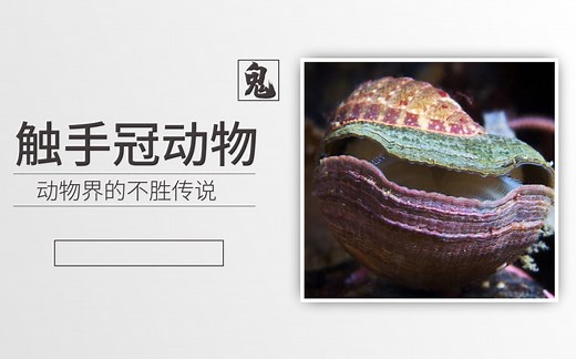 【鬼谷闲谈】触手冠动物：动物界的不胜传说