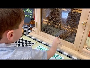 Observation Hive (Taking Live Bees to School)
