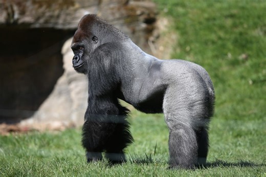 Gorilla At The San Diego Zoo Charges At Guests And Breaks Glass Enclosure