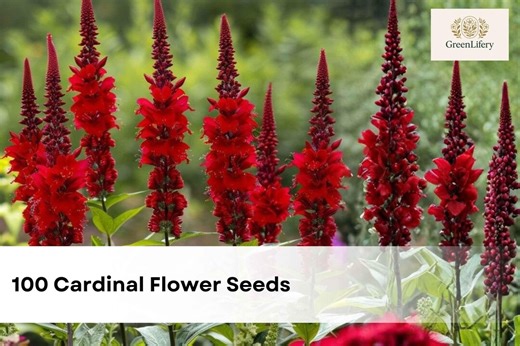 100 Cardinal Flower Seeds | Lobelia Cardinalis | Stunning Red Blooms | Native Perennial | Hummingbird Garden - Etsy