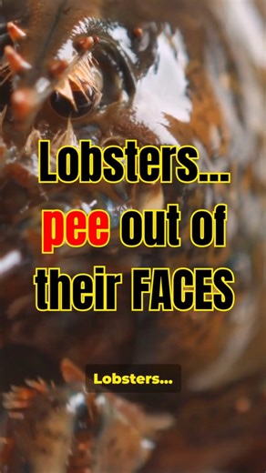 The Most Disgusting Way to Fall in Love 🦞💦 #Weird5