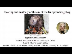 Hearing and anatomy of the ear of the European hedgehog