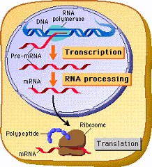 Multiple Choice Questions on Transcription
