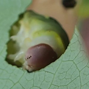 1.2M views · 9.8K reactions | This is not sped up, this is just a hungry caterpillar eating in realtime!  Credit: ViralHog | VT | Facebook