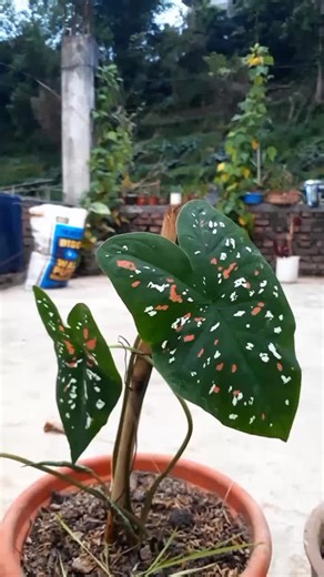 Caladium Plant Care Tips for Enthusiasts