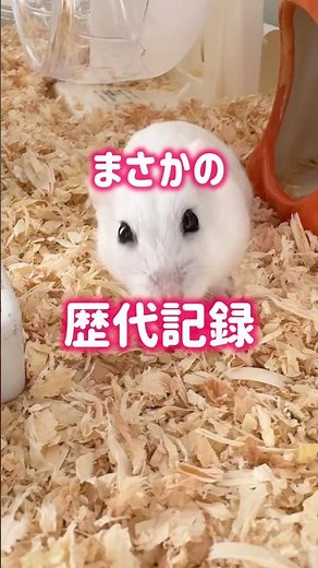 2歳2ヶ月で歴代記録更新したハムスターがヤバい🐹💨
