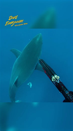 Giant Great White Shark goes for dive buddy | Daniel Mann - Dive Everywhere