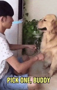 19K views · 532 reactions | Smartest dog ever. gph.is/2frUXah | GIPHY | Facebook