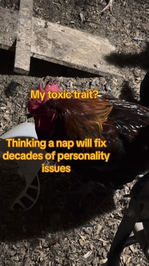 #farmtok #motivationdaily #backyardchickens #healingjourney #homesteadtips #chickentok | Shed-n-Breakfast