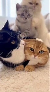 Cat Stack Collapse: Watch the Hilarious Moment Cats Topple Over