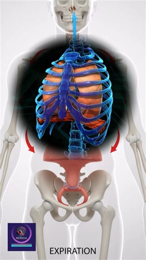 32K views · 449 reactions | Expiration Process in Human Breathing | How Air Exits the Lungs. #ExpirationProcess #HumanBreathing #HowAirExitsTheLungs #RespiratorySystem #Exhalation #LungFunction #MedicalAnimation #HumanAnatomy #BiologyEducation #CarbonDioxideRemoval #AnatomyAndPhysiology | Medical Animation Media | Facebook