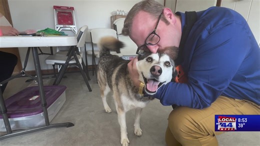 Husky mix, Jaynie, is very affectionate and adoptable