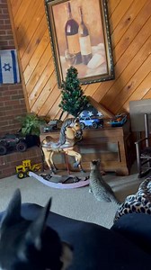 I didn't video the first few seconds but this kitten was looking at the rocky horse and wondering if it was real , lol | Al Murray