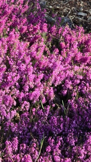 Еріка трав'яниста (Erica carnea), також відома як верес рум'яний 18.04.26р.