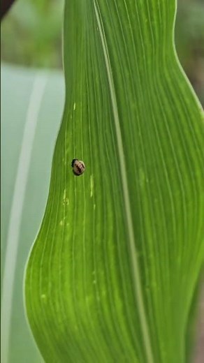 Pupa on a Leaf Interesting #nature #viral