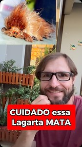 A lagarta cachorrinho, também conhecida como taturana cachorrinho ou taturana ursinho, transforma-se em mariposa após o período de casulo. A lagarta passa por uma fase de pupa ou crisálida antes de se tornar mariposa. Este processo de transformação é conhecido como metamorfose. Mais detalhes: Fase larval: A lagarta cachorrinho é a fase larval da mariposa do gênero Podalia. Fase de pupa: Após um período de crescimento, a lagarta entra na fase de pupa, também conhecida como crisálida, onde se enco
