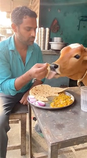 इंसान और गाय का ये रिश्ता दिल छू लेगा ❤️ | Emotional Human & Cow Bond | Viral Video #cow #ViralIndia