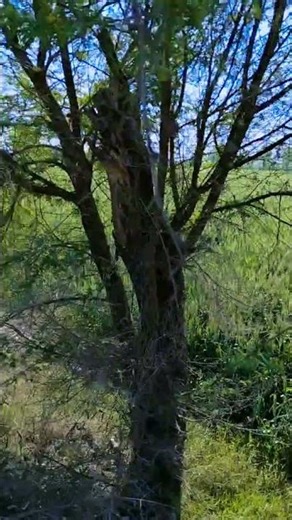 #nature ⭐ #ballad 🦜 #ekmotahathighumechala 💝