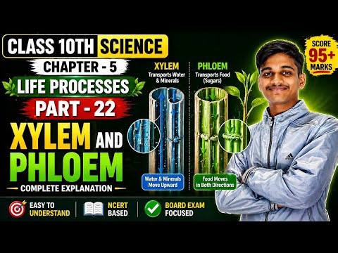 Class 10 Science | Life Processes Part 22 | Xylem & Phloem 🔥