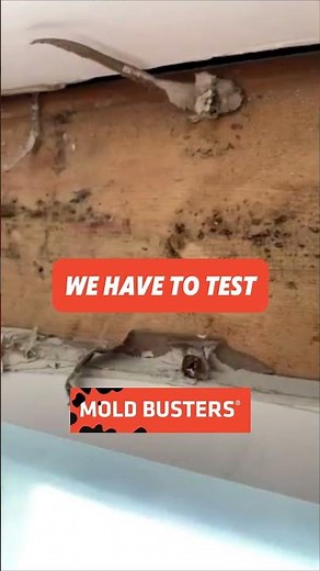 Mold on Wood - FREE Virtual Inspection
