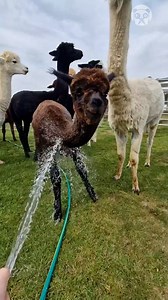 Alpacas cute and quirky moments | Bored Panda Art