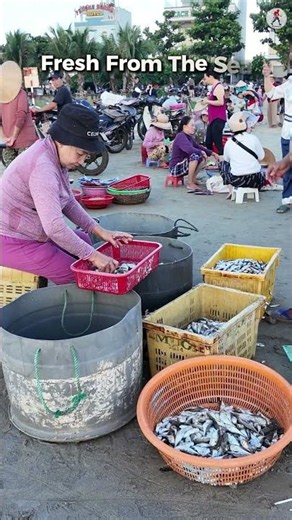 Fish Market On The Beach 😳🇻🇳 #danang #fishmarket #vietnam