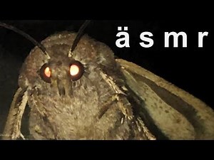 [ASMR] The Moth and the Lamp: A Binaural Audio Experience