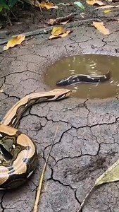 Python vs electric eel 😦🐍 #wildlife #animals | Lalit Kumar