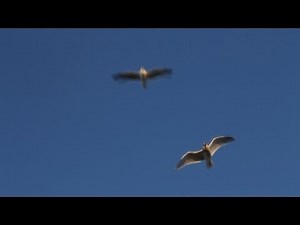Seagull pooping on camera