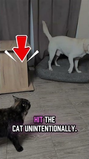 why do Cat Slaps the Dog #cats #dog