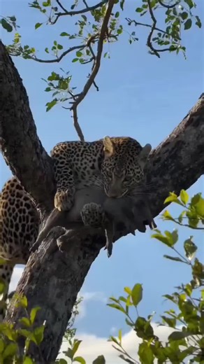 Discover Fascinating World Animals