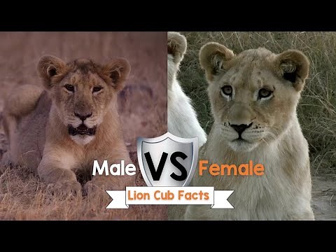 Male vs Female Lion Cub Facts!
