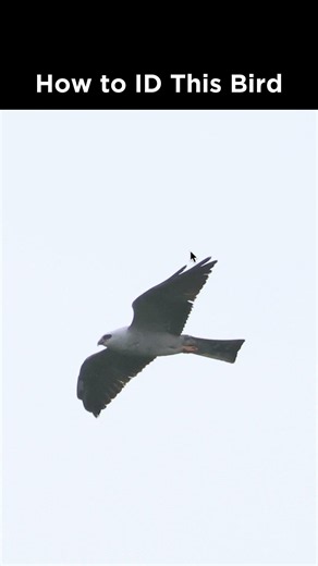 Can you identify this raptor in flight?