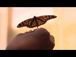 Monarch butterflies rely on temperature-sensitive internal timer while overwintering