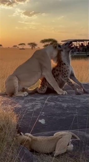 Can the hyena fight back against the lion’s attack? 🦁🦴❓ 하이에나는 사자의 공격에 맞서 싸울 수 있을까? #lion #danger