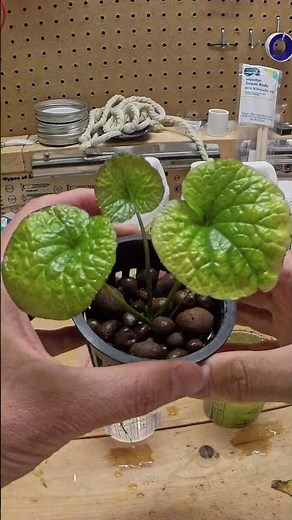 How to Grow Wasabi Indoors (Hydroponic Root Maintenance) #hydroponics #trending #growyourownfood