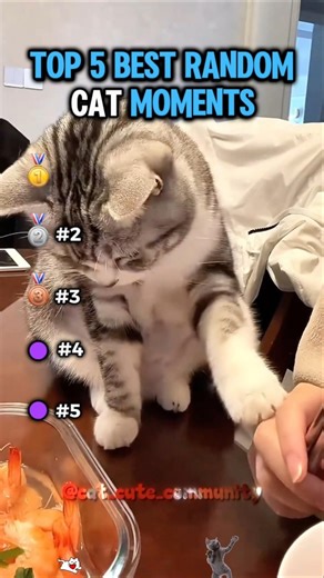 Top 5 best random cat moments