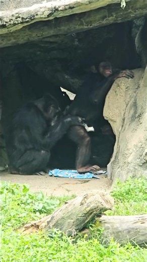 Chimpanzee/Pan troglodytes/Taipei Zoo