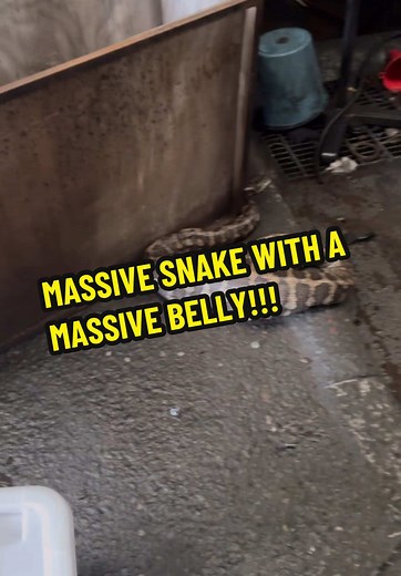 Coastal Carpet Python Relocated Safely After Meal