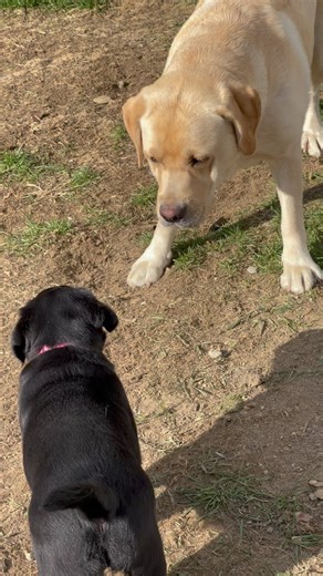 143K views · 4.7K reactions | Fight club @instagramdogs...