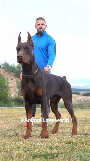 dangerous guard dogs😱 #explore