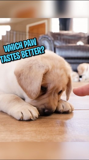 Hiding from the BOOP!! 😂🐶💛 #pets #puppy #doglover #lifewithlabradors | Life With Labradors