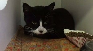 88 reactions · 85 shares | ***KYLIE IS AT HIGH RISK FOR EUTHANASIA...